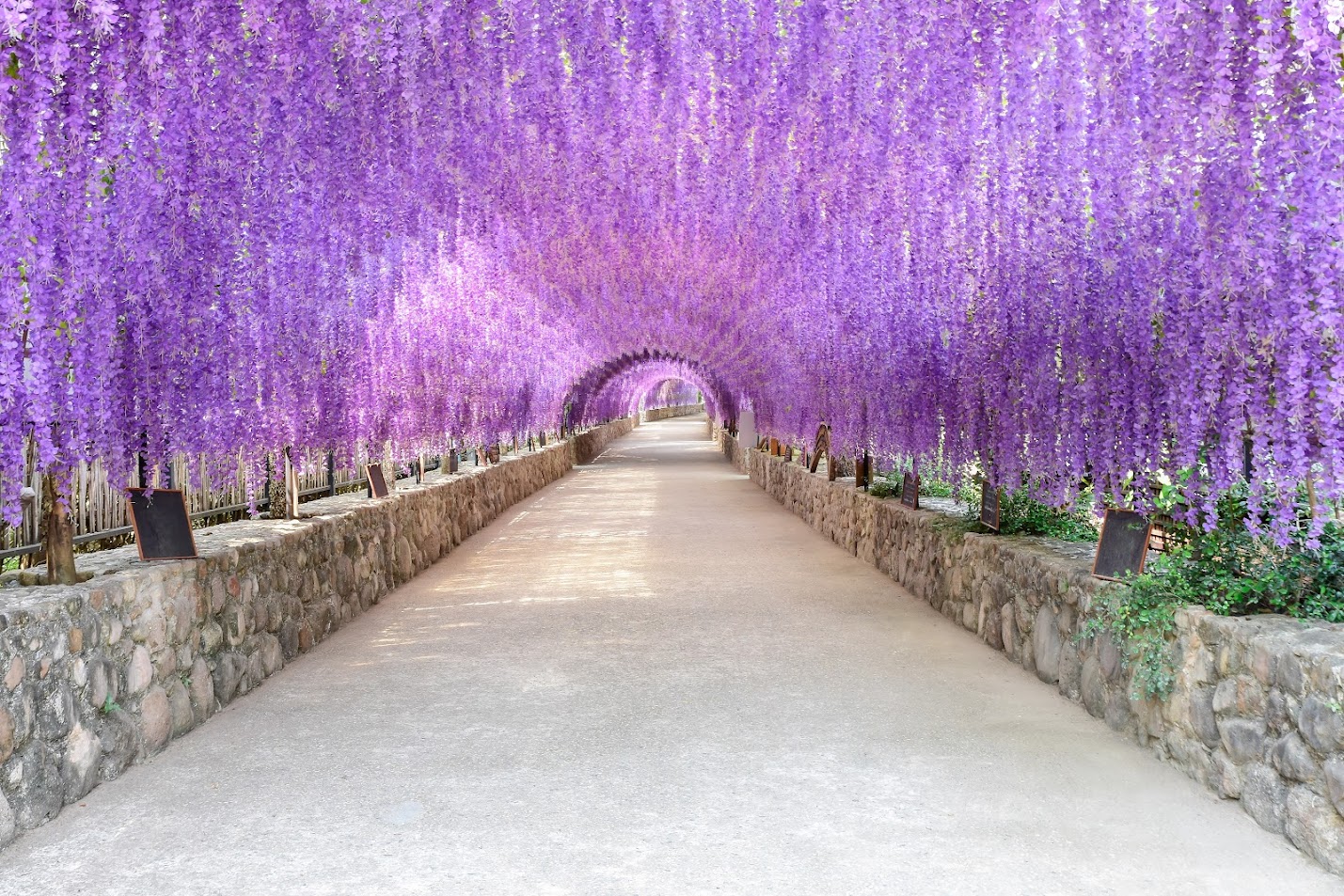 เที่ยวญี่ปุ่นเดือนพฤษภาคม – ดอกวิสทีเรียบานสะพรั่ง & อากาศสวยงามเหมาะแก่การท่องเที่ยว