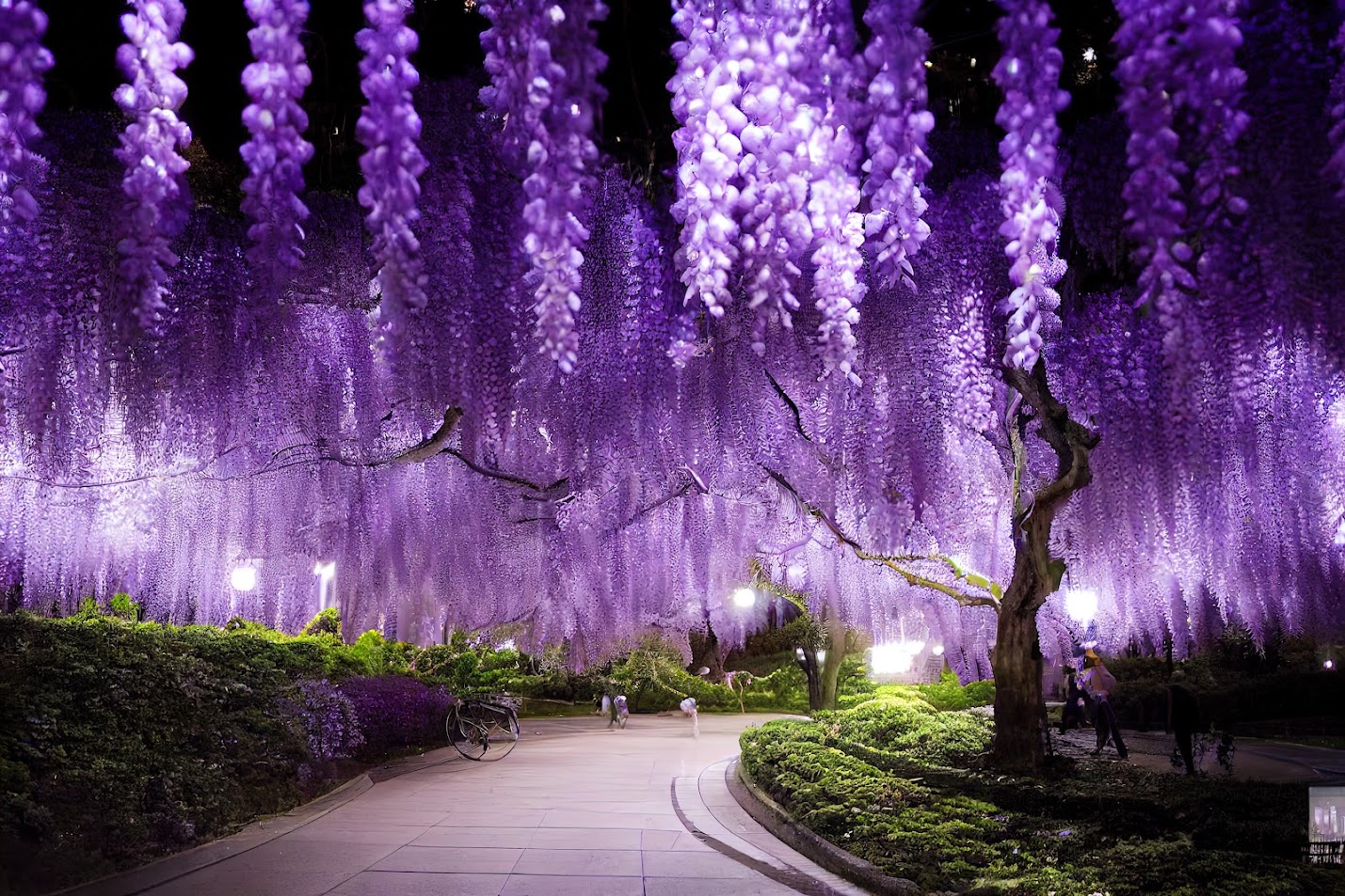 เที่ยวญี่ปุ่นเดือนพฤษภาคม – ดอกวิสทีเรียบานสะพรั่ง & อากาศสวยงามเหมาะแก่การท่องเที่ยว