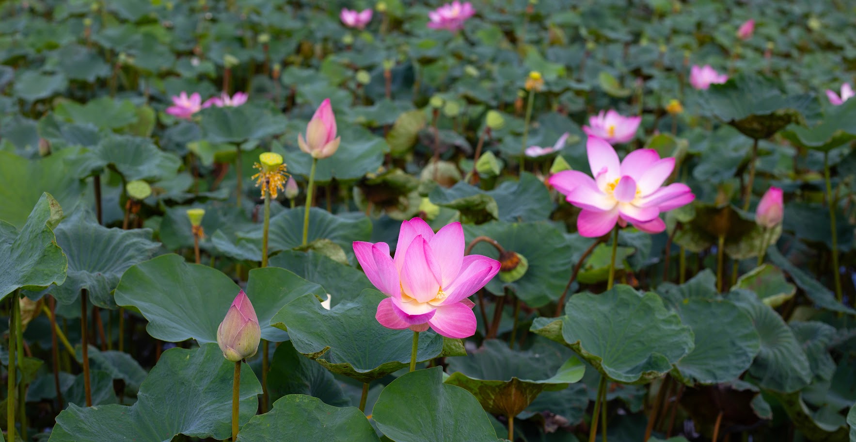 Explore the Western Region during the Flood Season