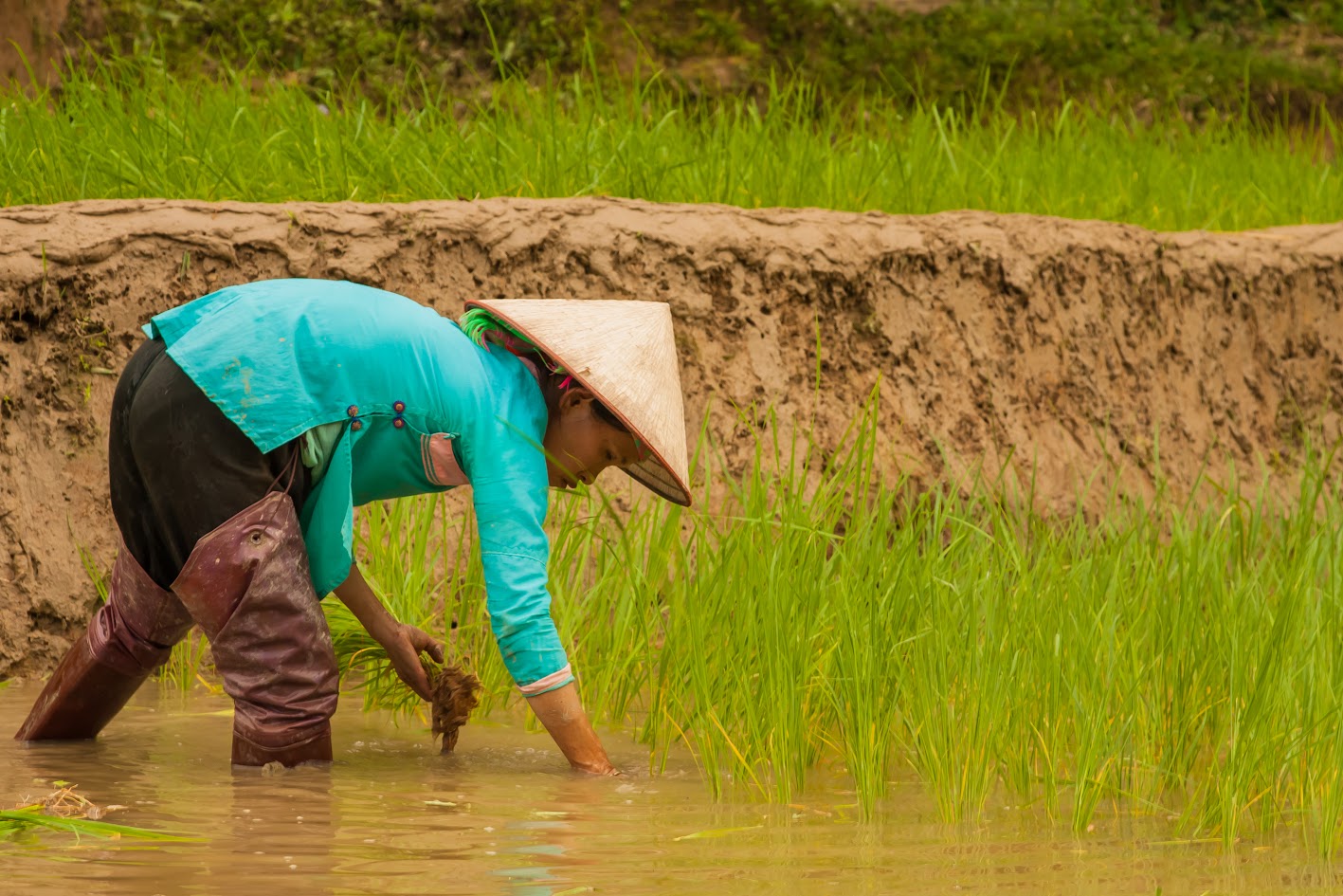 What specialties are there in Lao Cai to buy as gifts?