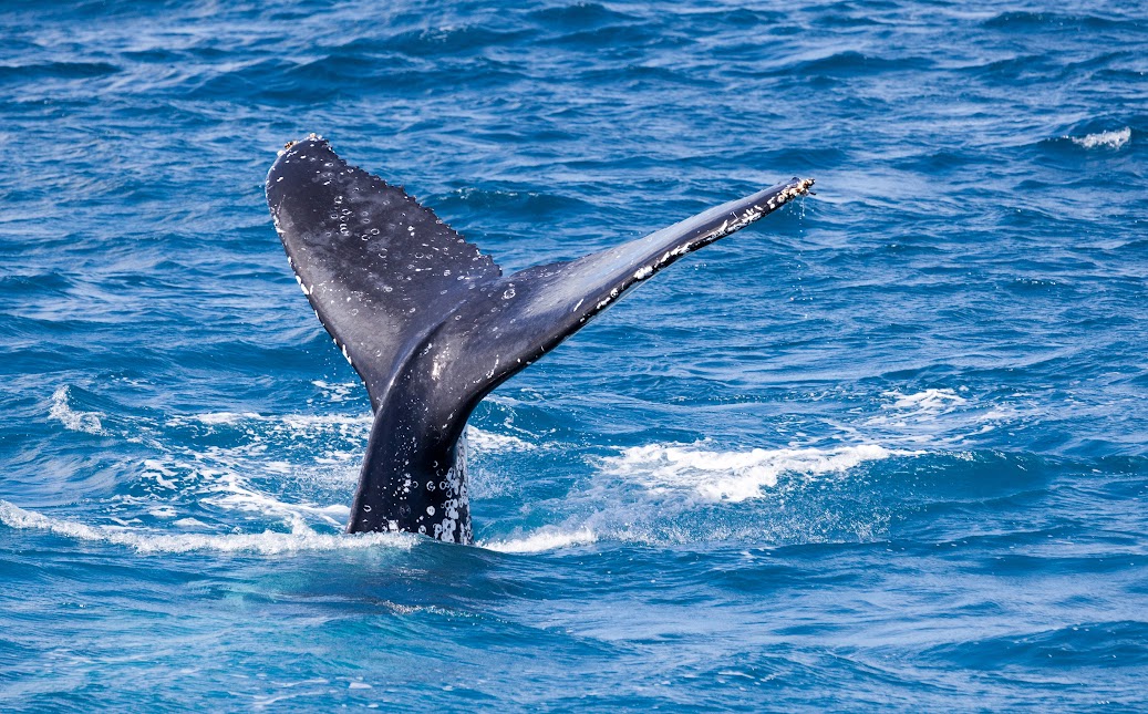 Top Whale Watching Spots in Australia for Nature Lovers
