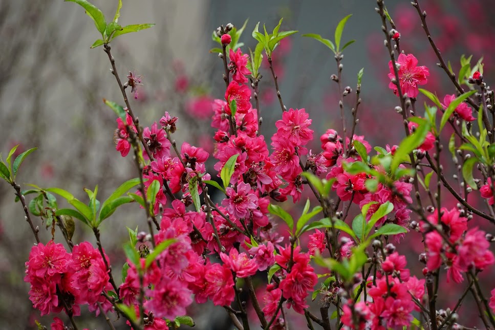 Tet Flower Markets: Meaning of Peach and Apricot Blossoms During Lunar New Year