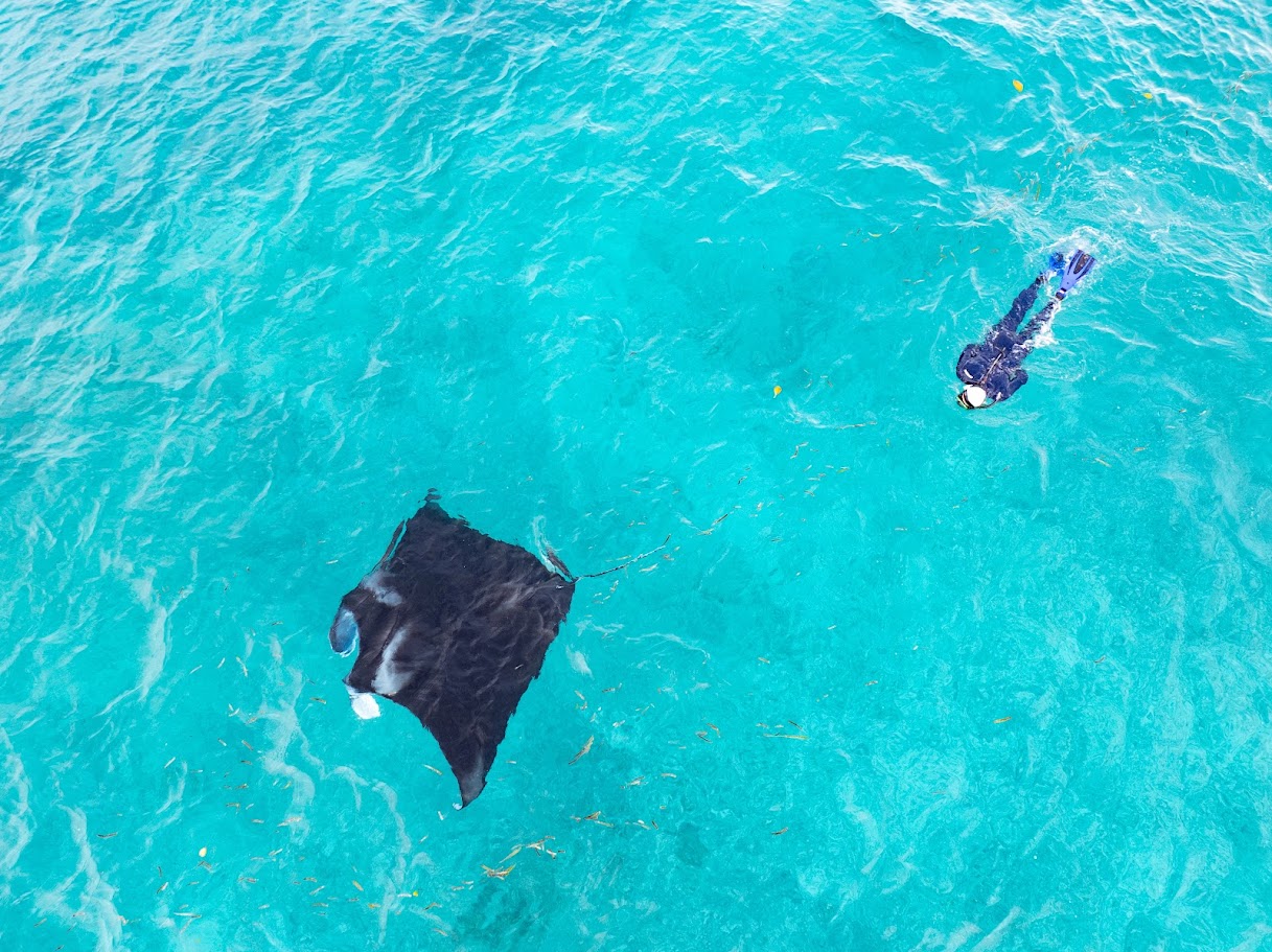 Diving in Raja Ampat – A paradise of corals and marine life