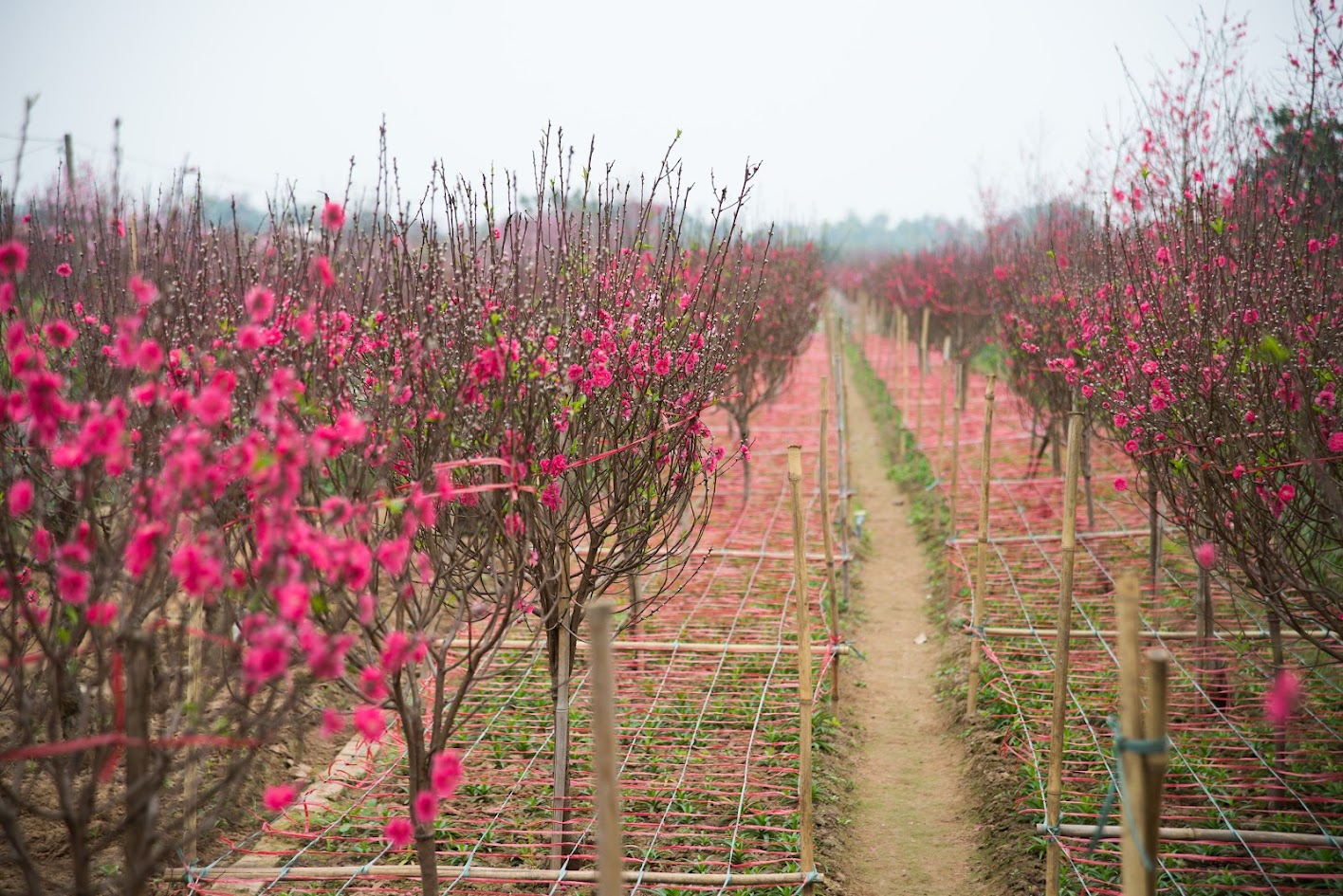 Tet Flower Markets: Meaning of Peach and Apricot Blossoms During Lunar New Year