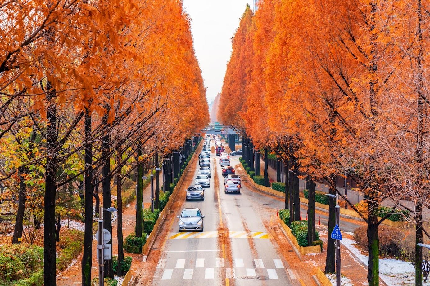 韓國秋季紅葉的最佳時間是何時？