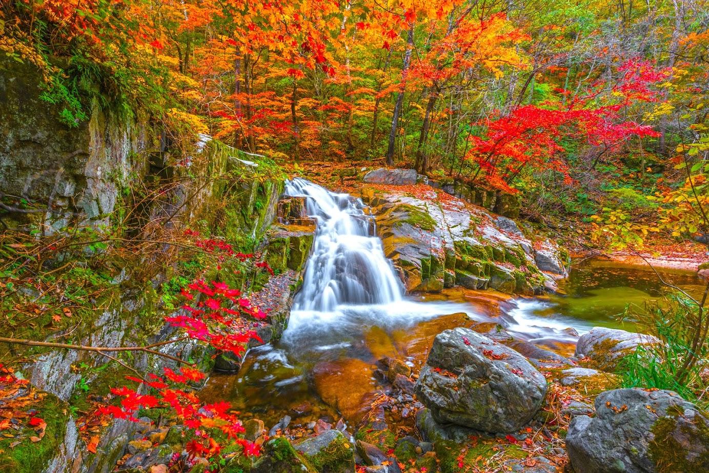 Red leaves at Odaesan National Park, South Korea