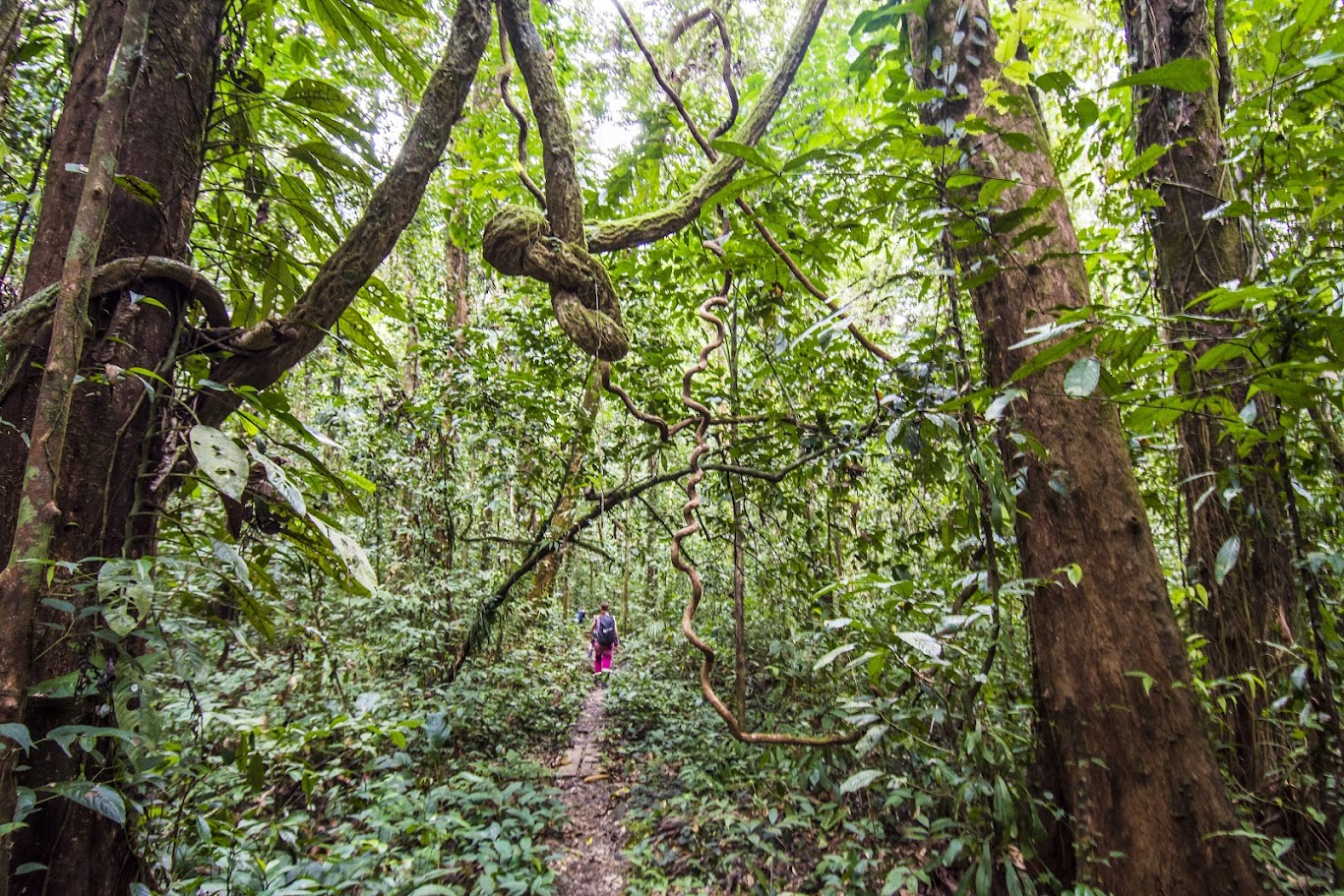 : Trekking at Gunung Mulu National Park in Malaysia
