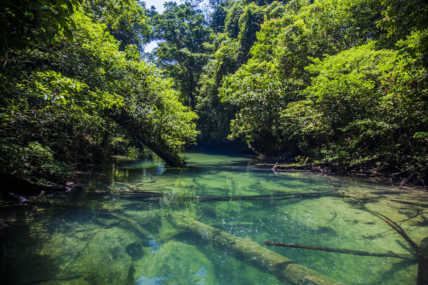 Trekking at Gunung Mulu National Park in Malaysia