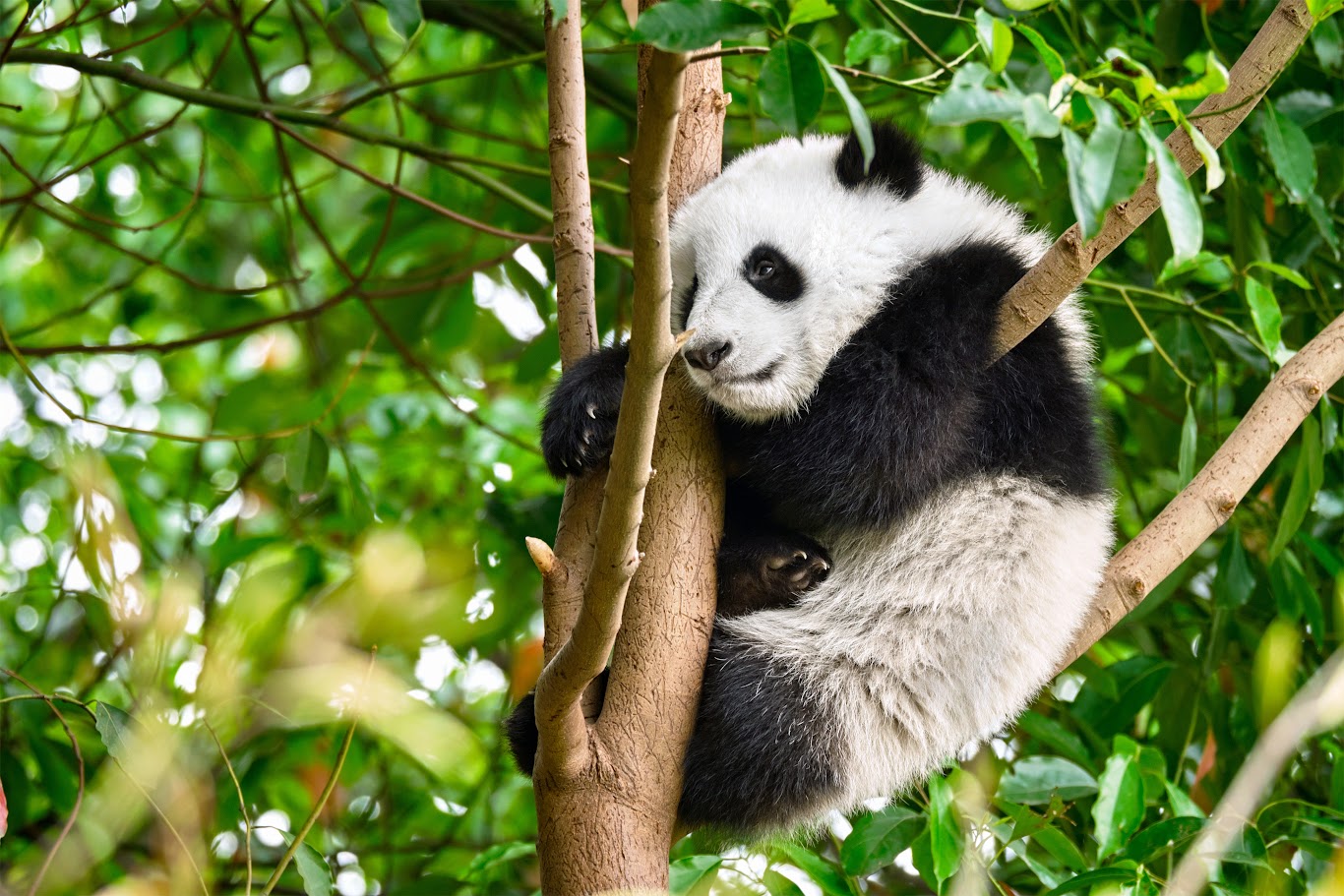 Currency exchange and 4G SIM card tips for traveling in Chengdu