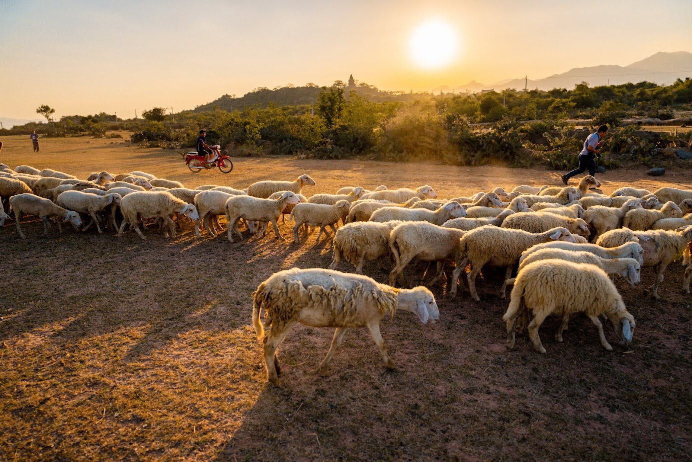 When traveling to Ninh Thuan, don't forget to enjoy lamb meat