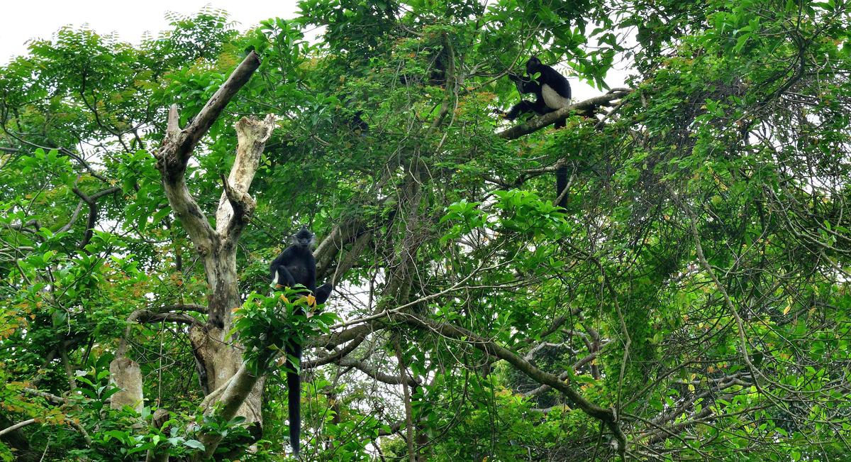 Cuc Phuong National Park