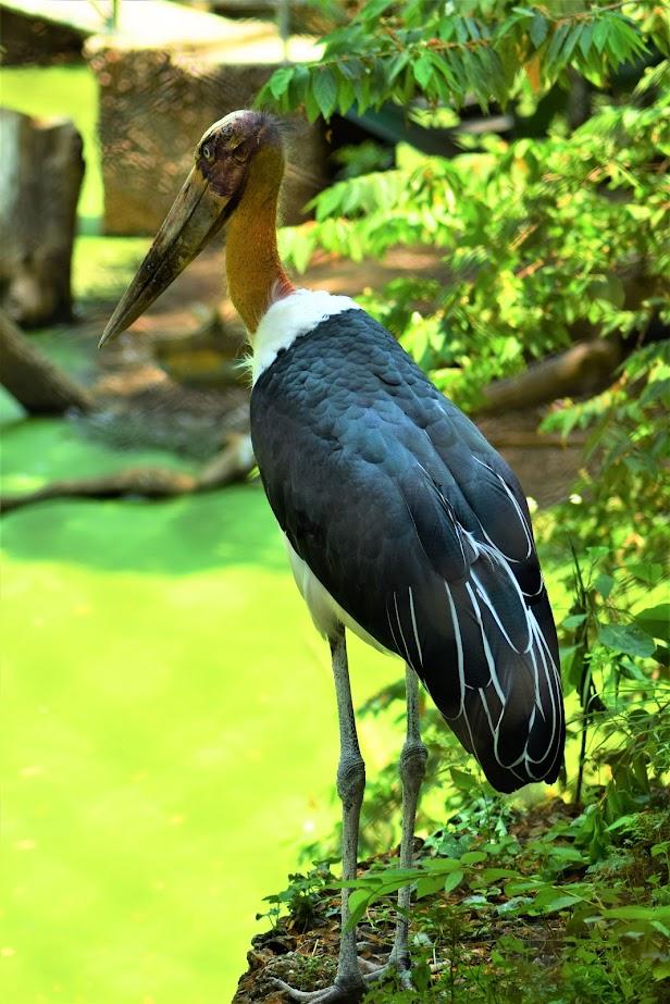 หนึ่งในนกสายพันธุ์หายากที่เก็บรักษาไว้ใน Mangalam