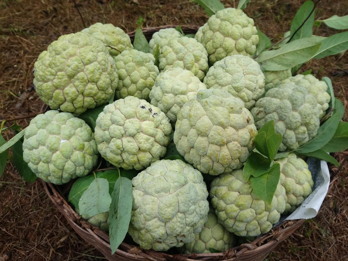 芝陵番荔枝，諒山特產