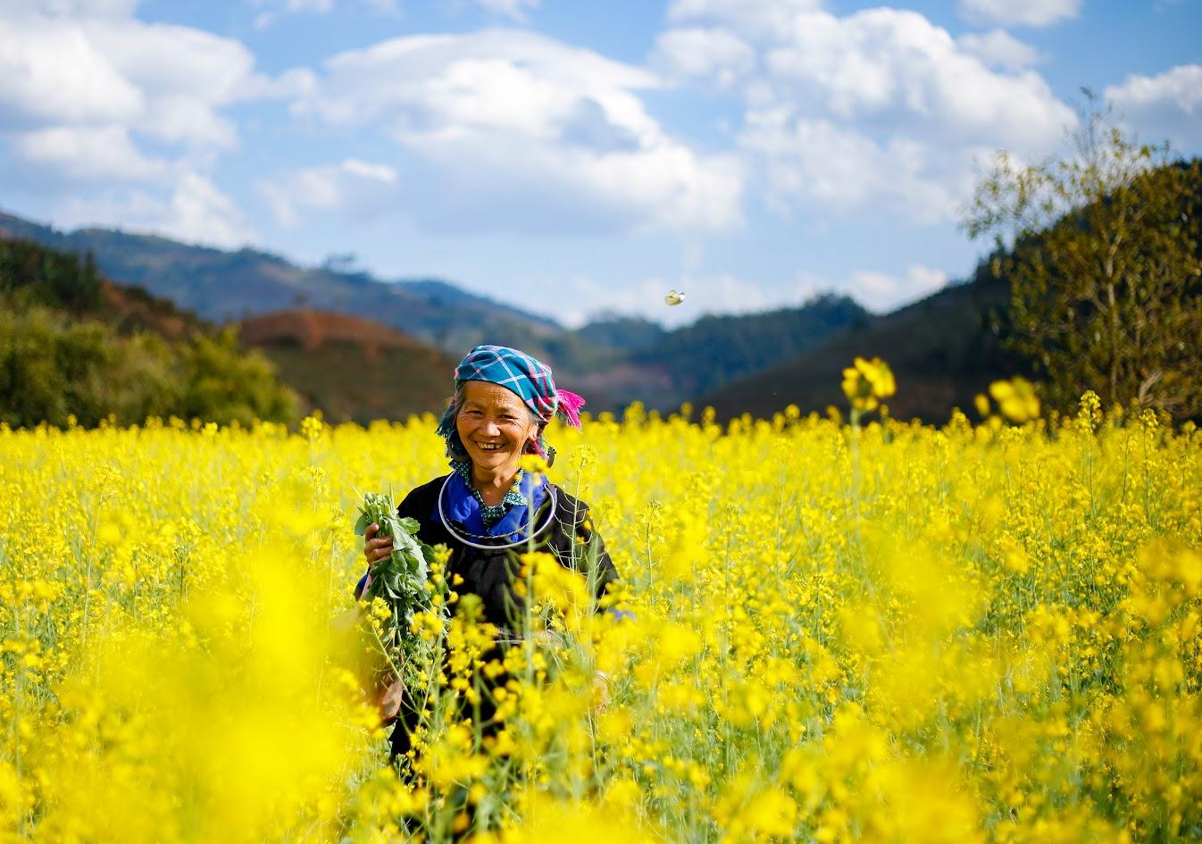 Yellow mustard field in Sapa