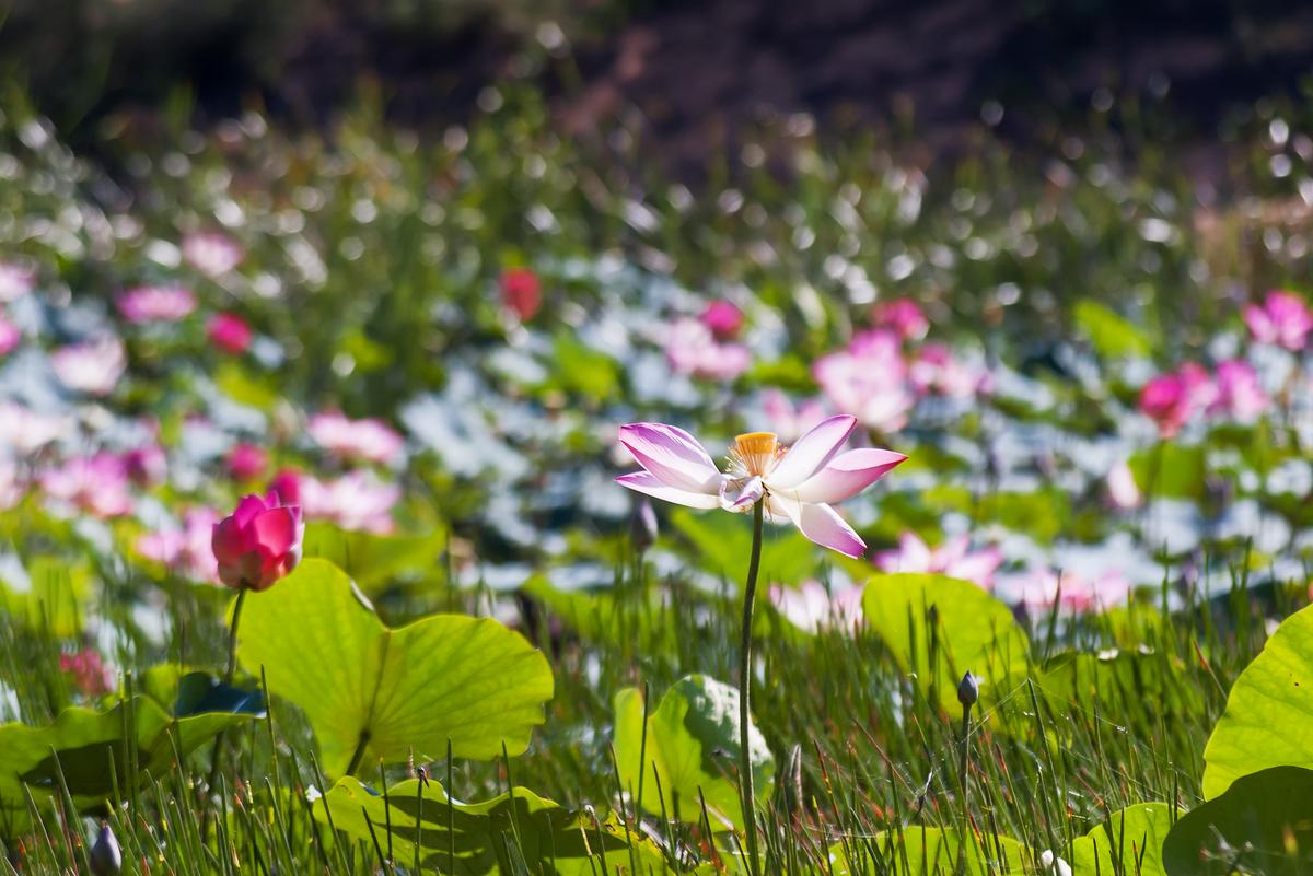 Lotus season in Mui Ne