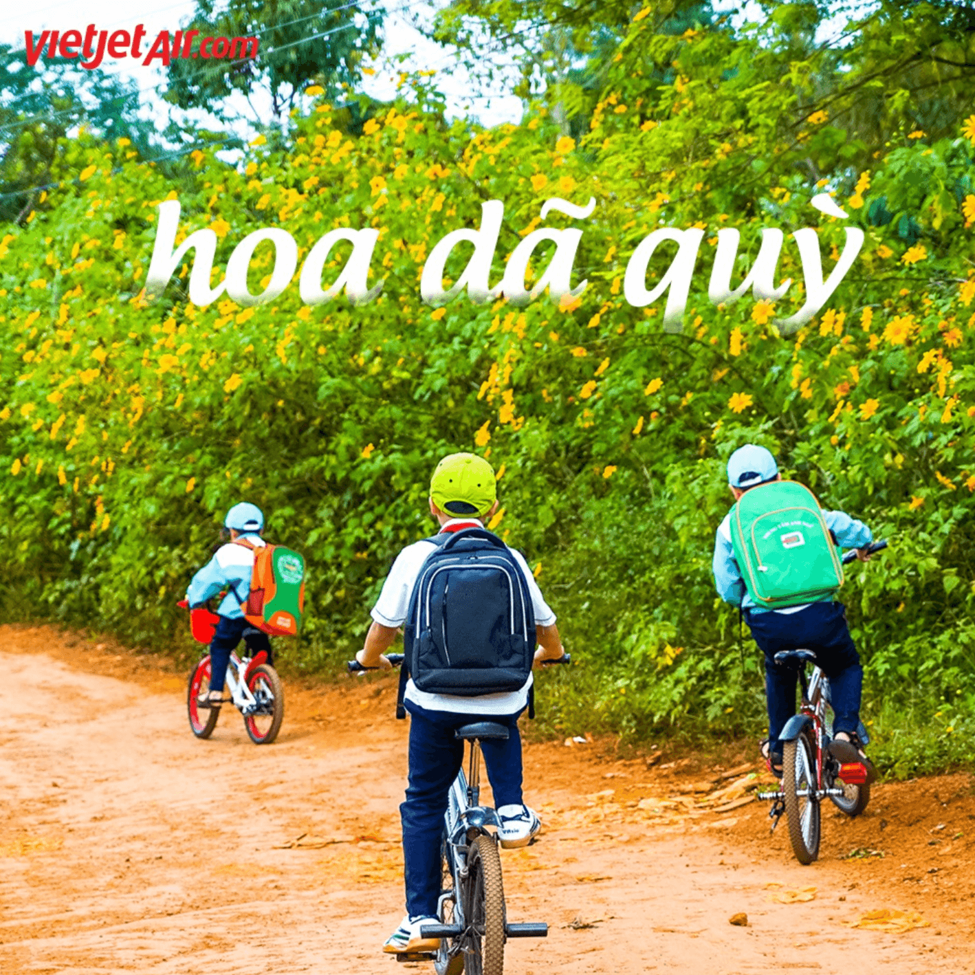 Mùa hoa dã quỳ Đà Lạt