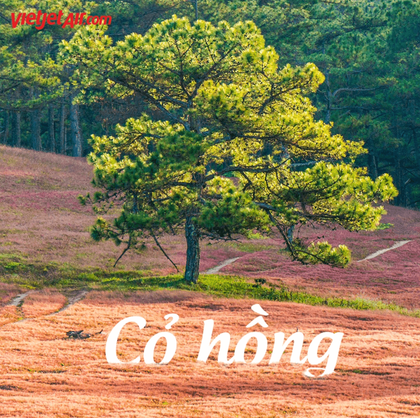 Đồi cỏ hồng Đà Lạt