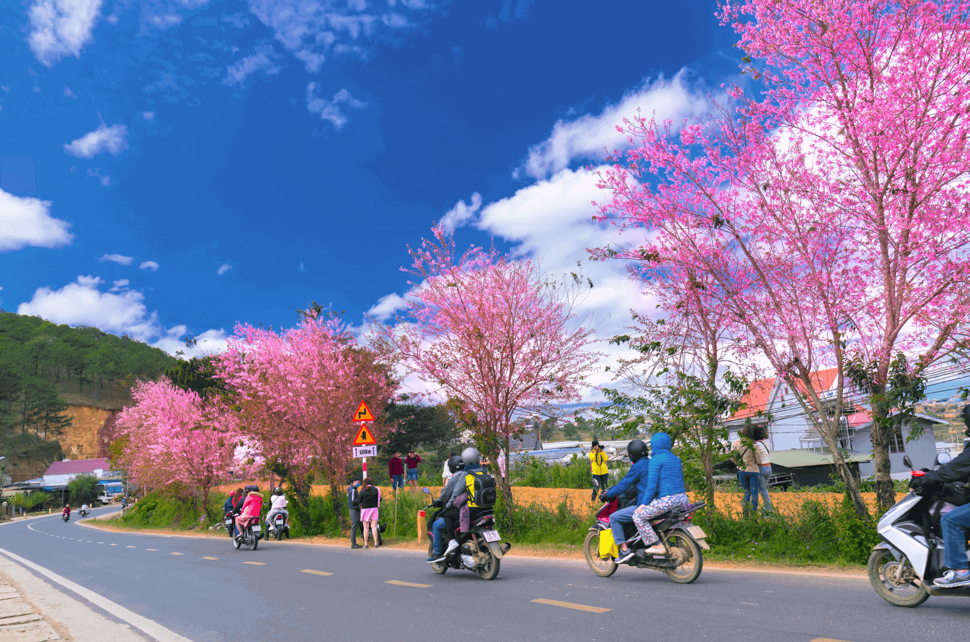 Ngắm hoa anh đào Đà Lạt