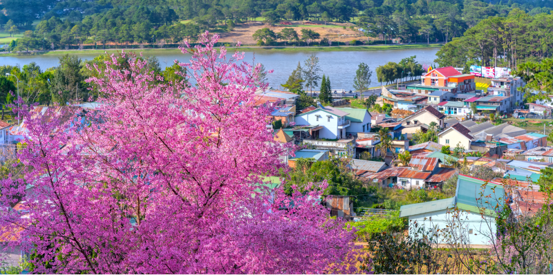Mùa hoa đào Đà Lạt
