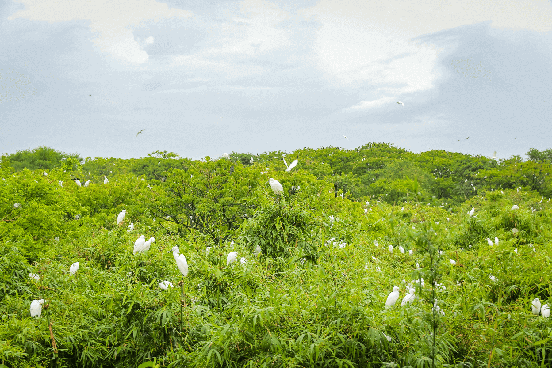 Vườn cò Bằng Lăng