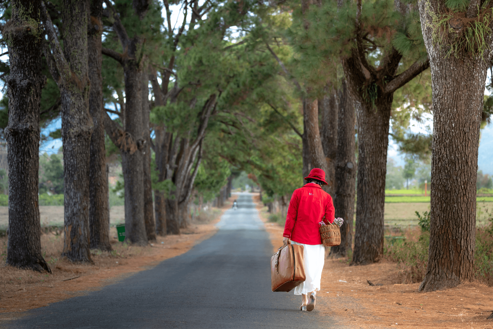Hàng thông trăm tuổi Gia Lai