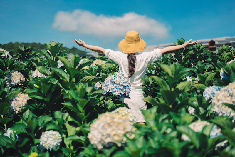 Vườn hoa cẩm tú cầu