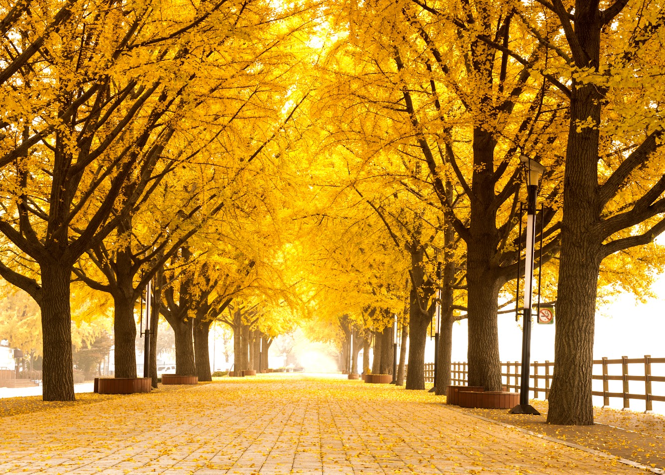 Asan Gingko Tree Road in autumn