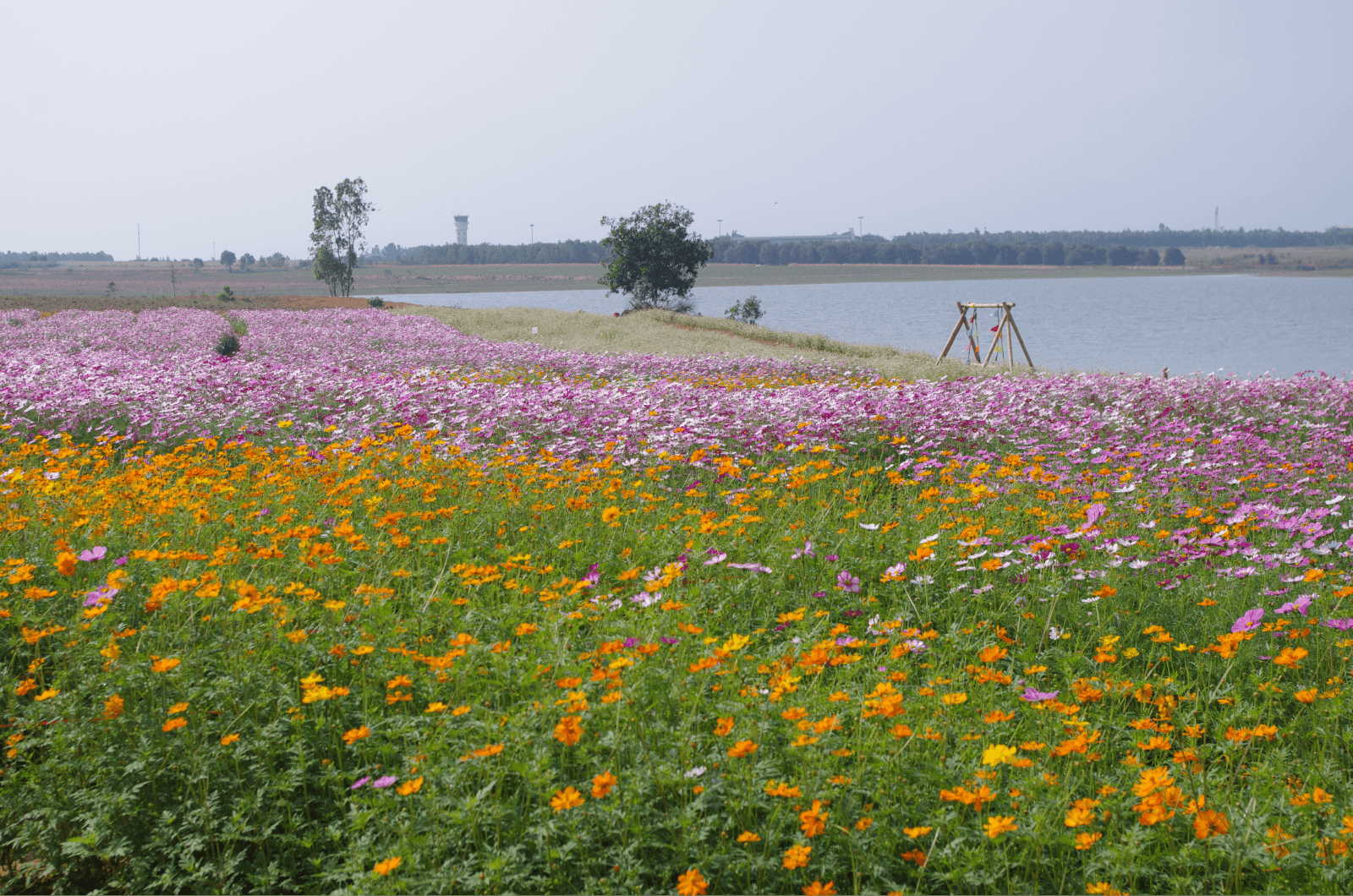 vườn hoa Khe Chè Quảng Bình