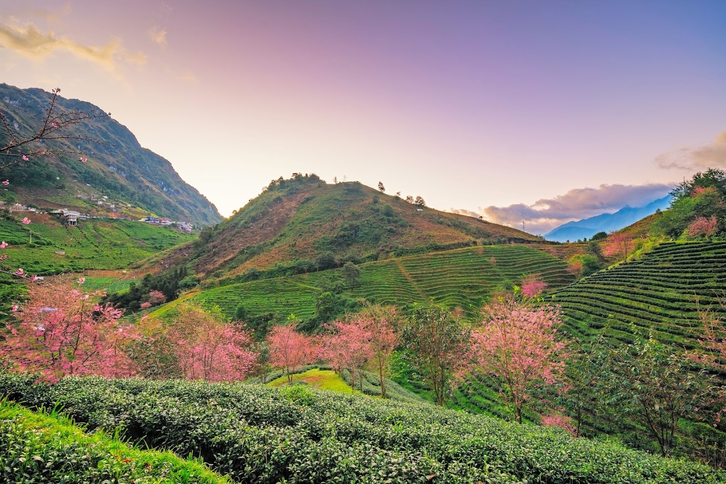 hoa tại sapa