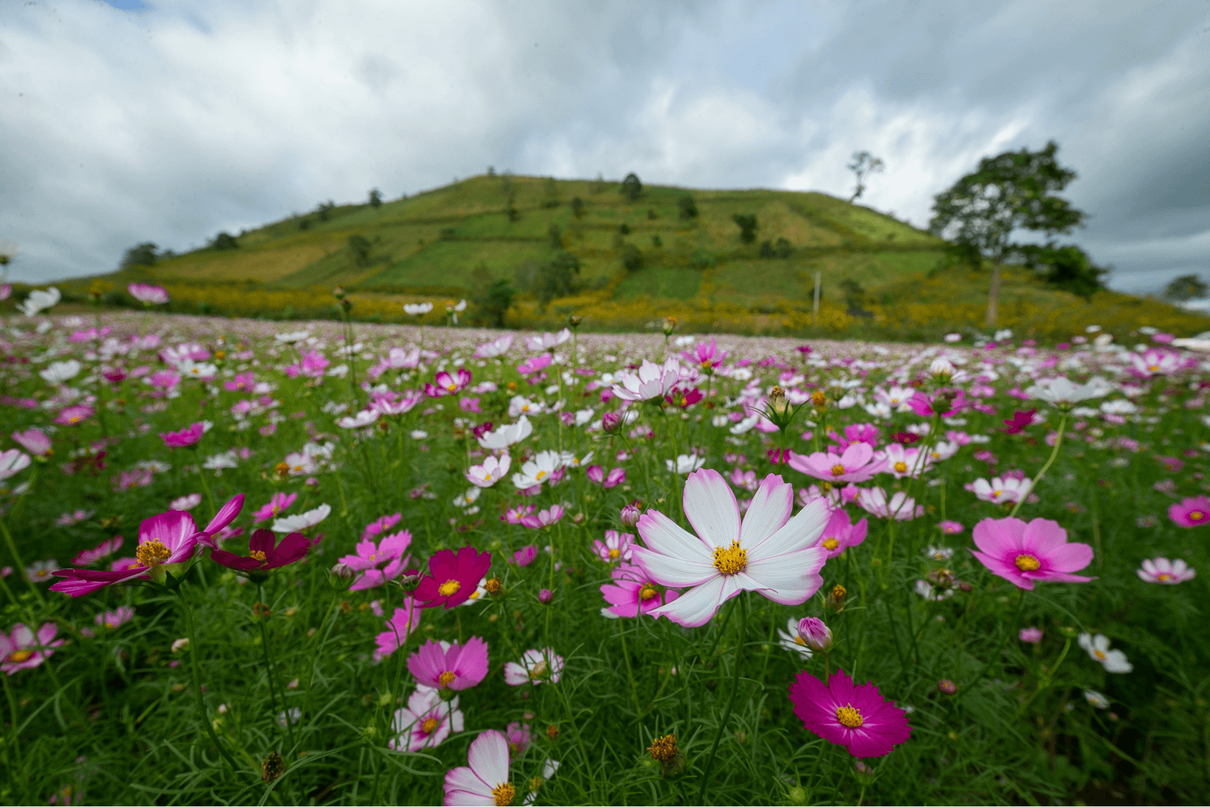đồi cỏ hồng Gia Lai