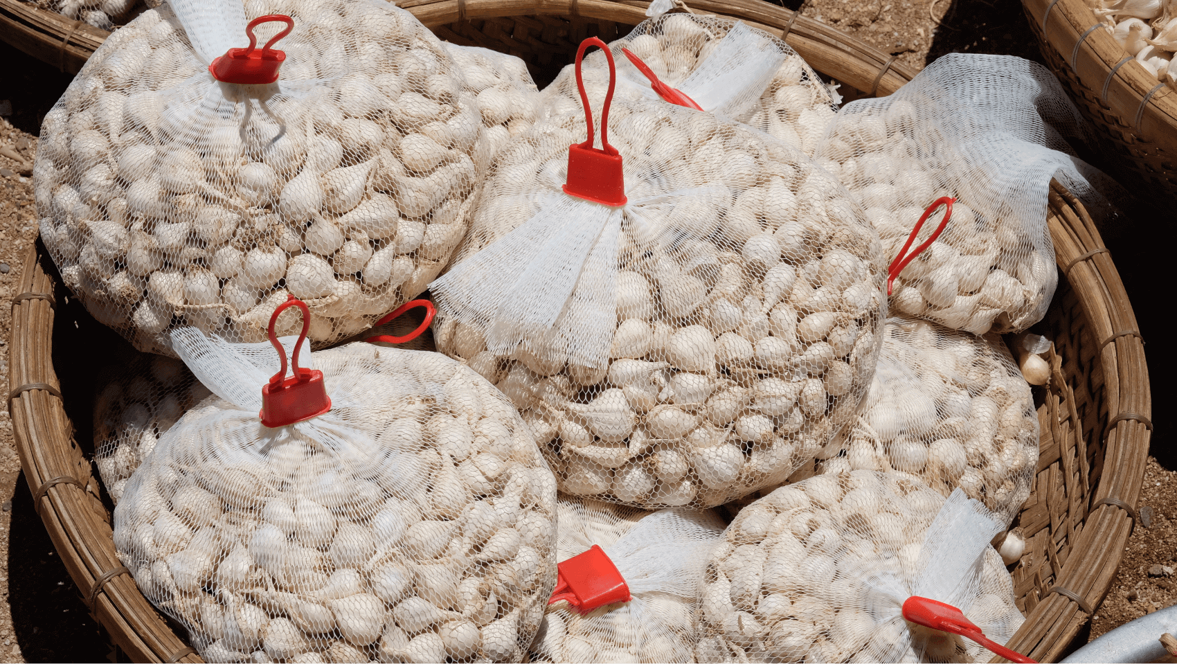 Tỏi Lý Sơn Quãng Ngãi