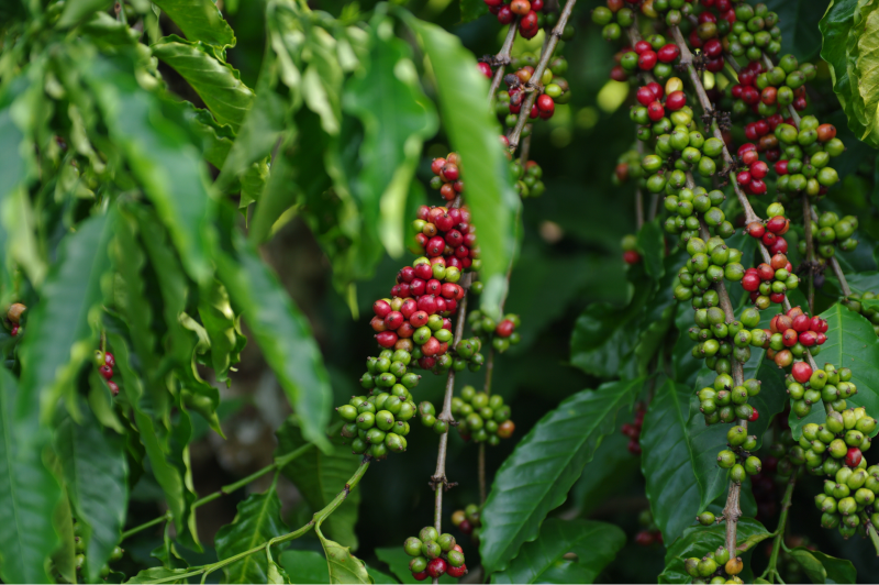 Cà phê ngon Buôn Ma Thuột