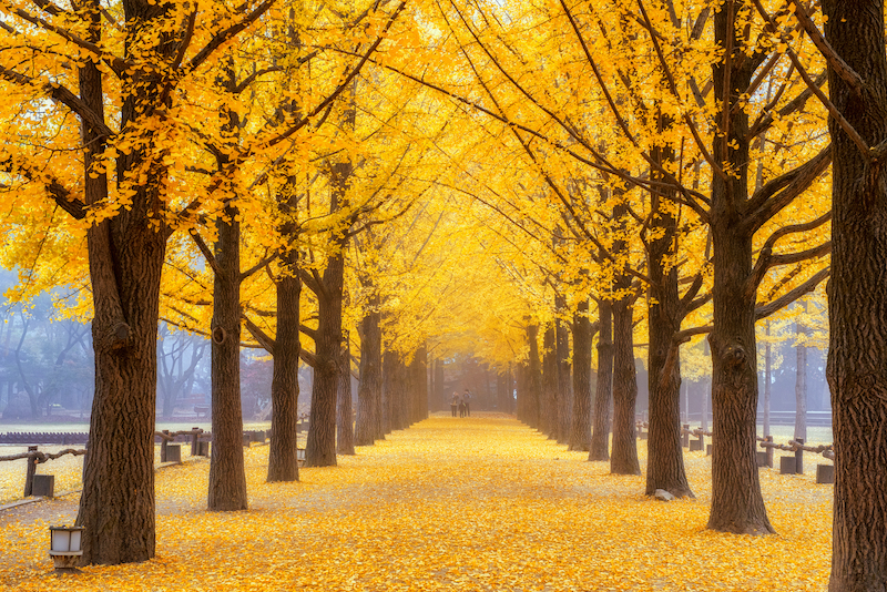 Đảo Nami Hàn Quốc