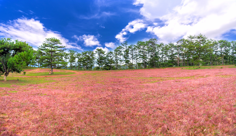 Đi Đà Lạt mùa nào đẹp? Những tháng lý tưởng để đến Đà Lạt