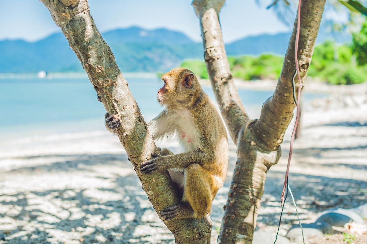 芽庄猴岛旅游区
