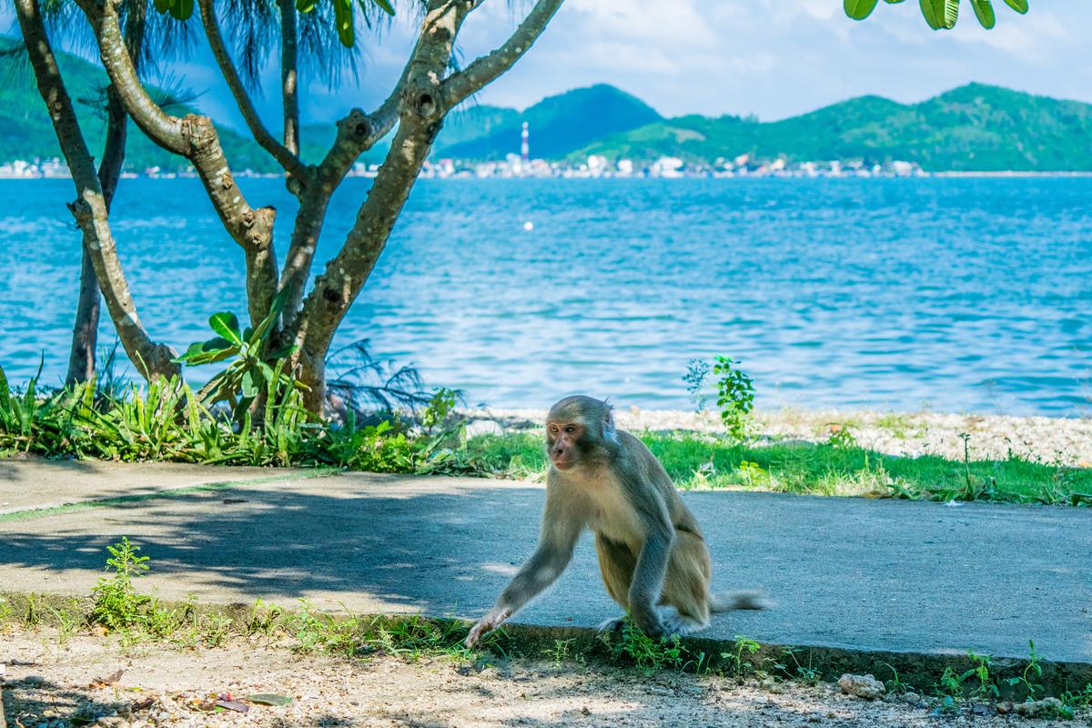 猴岛芽庄旅游
