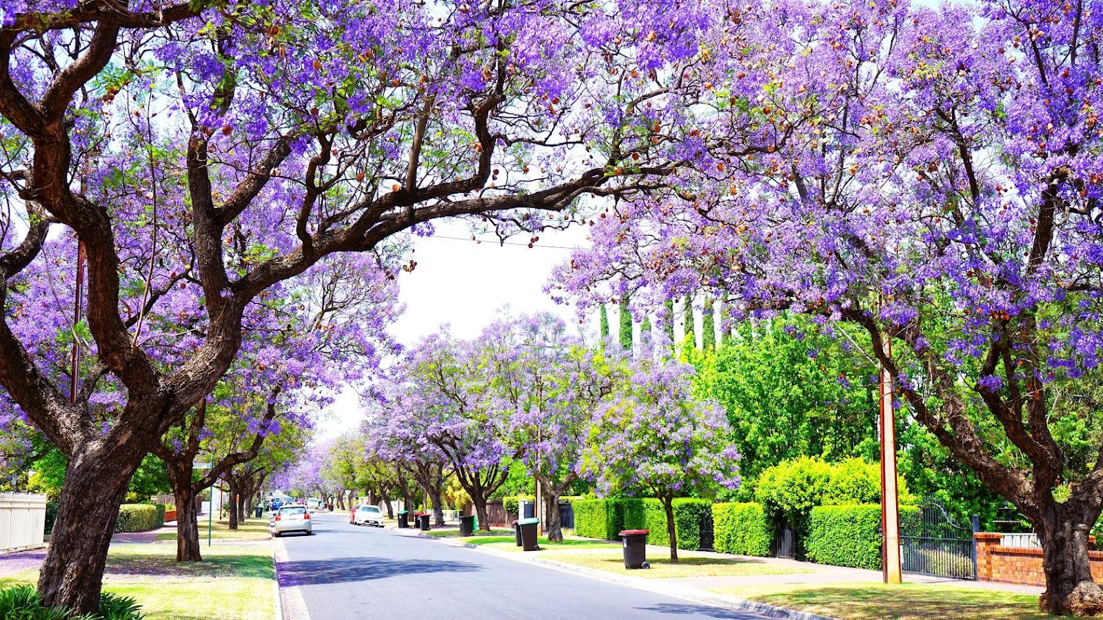 Spring in Adelaide Australia