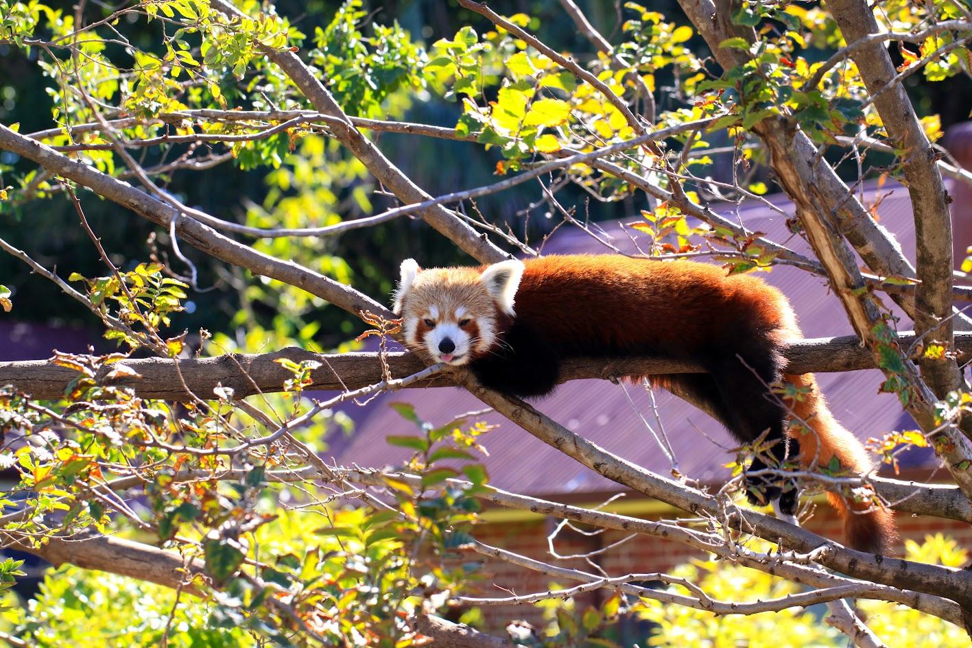 Red panda at Adelaide Zoo, Australia