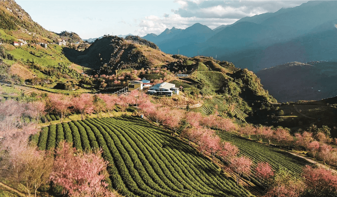 Sapa